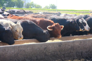 farm animals