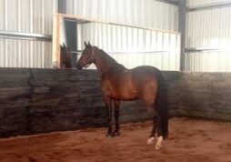 riding-arena